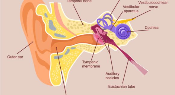 The Vestibular system